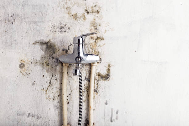 Best Office Mold Removal Services  in Adairsville, GA