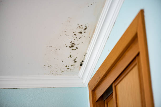 Best Fast Mold Removal  in Adairsville, GA