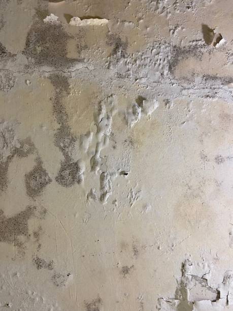 Best Residential Mold Removal  in Adairsville, GA