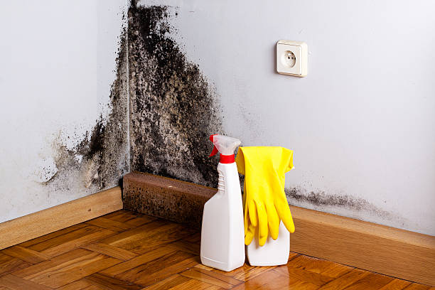 Best Mold Damage Repair  in Adairsville, GA