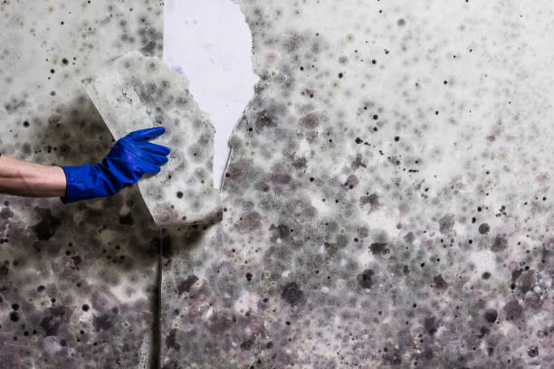 Best Professional Mold Removal  in Adairsville, GA