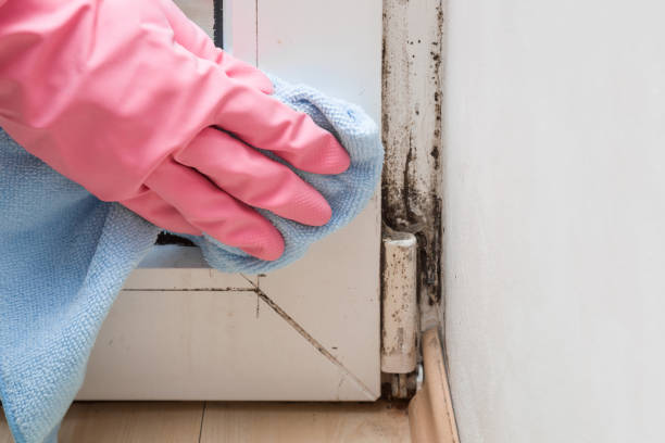 Best Black Mold Removal  in Adairsville, GA