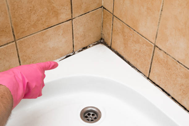 Best Commercial Mold Removal  in Adairsville, GA
